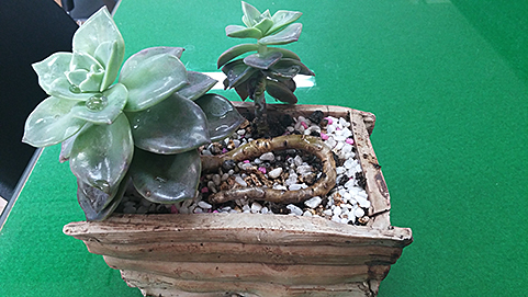 C군이 선물한 선인장은 지금도 푸르게 자라고 있습니다. 